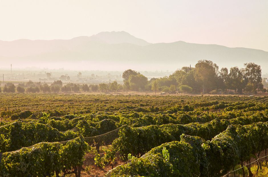 Viñedos con luz dorada de la mañana y montañas con neblina al fondo, en el Valle de Guadalupe, Baja California, sin personas