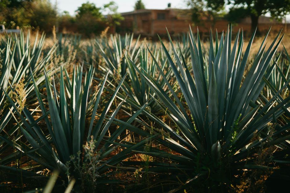 Plantas de agave azul en un campo de Jalisco con luz cálida de tarde, sin personas