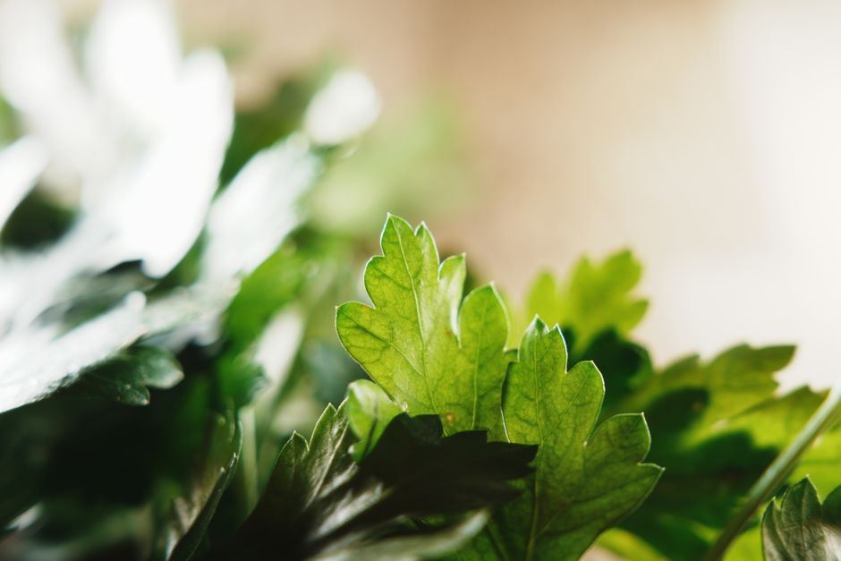 Primer plano de hojas verdes con luz natural suave y fondo desenfocado en tonos cálidos