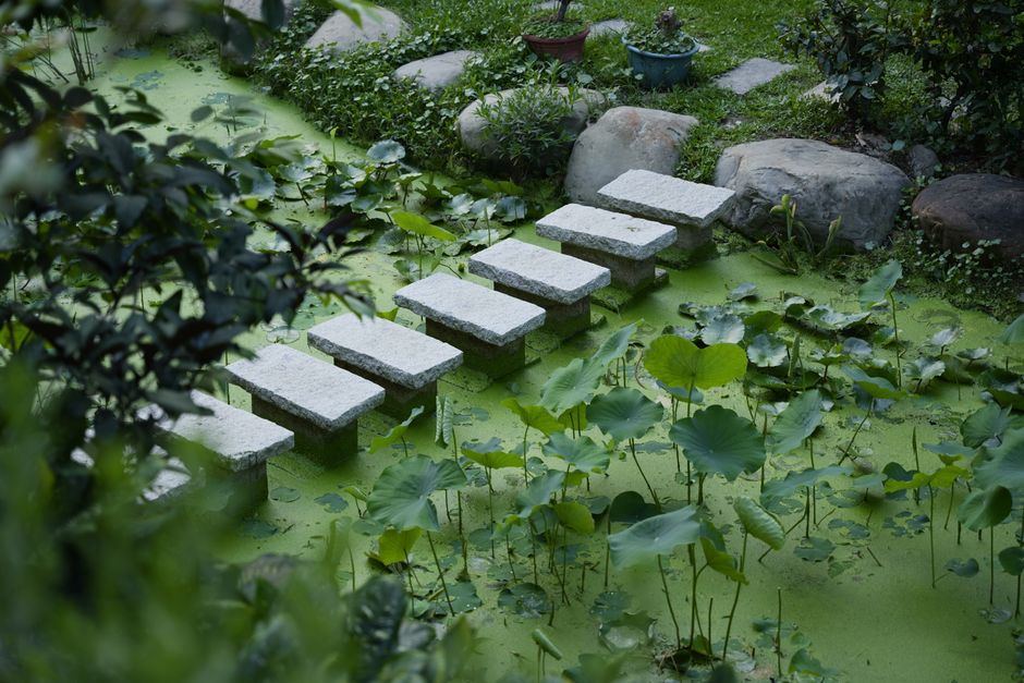 Camino de piedras planas entre plantas y agua en un jardín tranquilo, sin personas