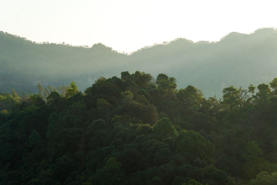 Colinas cubiertas de árboles con neblina suave al amanecer, sin personas ni construcciones