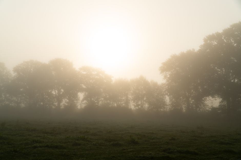 Campo con árboles envueltos en niebla y un sol cálido que se abre paso al amanecer
