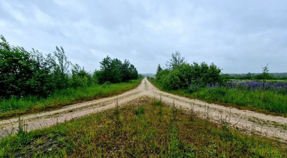 Camino de tierra que se bifurca entre pastos verdes bajo un cielo nublado, sin personas