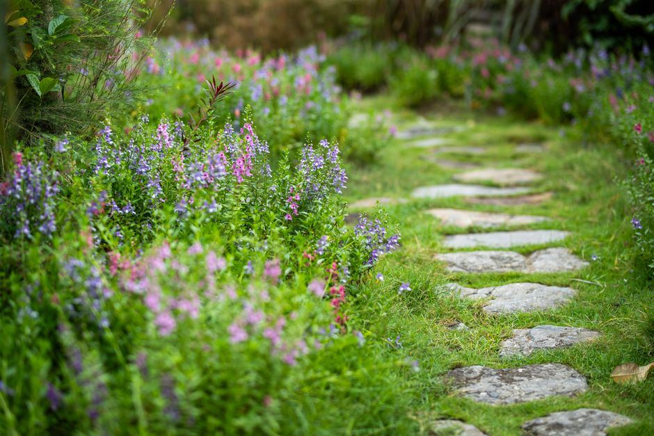 Sendero de piedras planas entre flores silvestres moradas y rosas, sin personas