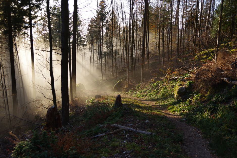 Sendero de bosque con rayos de luz atravesando la niebla de la mañana, sin personas