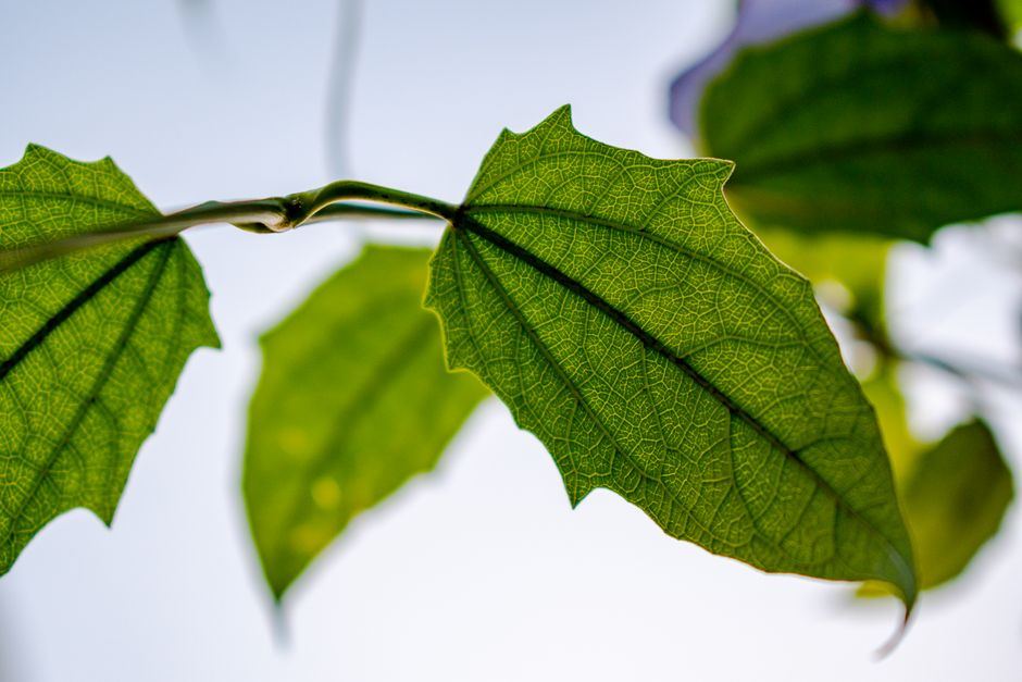 Hojas verdes a contraluz con sus nervaduras visibles sobre un cielo claro
