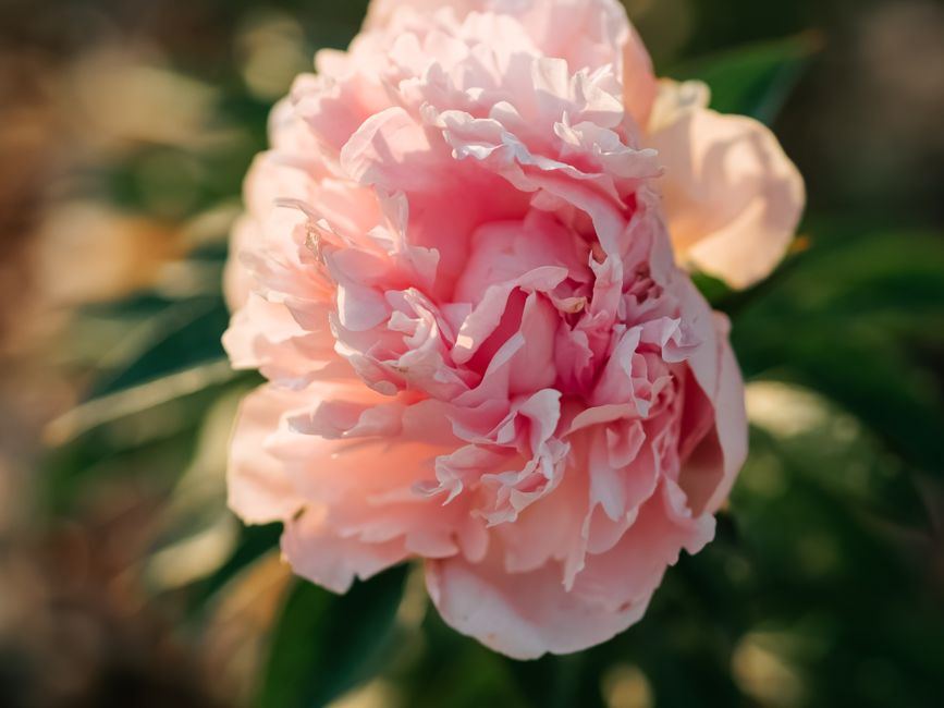 Peonía rosa en flor con luz cálida y hojas verdes desenfocadas, sin personas