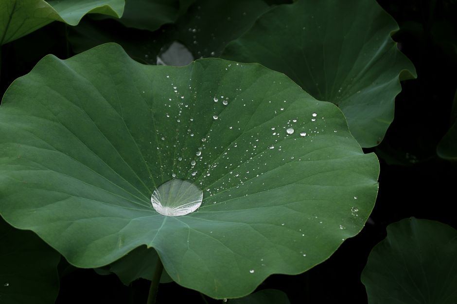 Hoja grande de loto con gotas de agua sobre fondo verde oscuro, sin personas