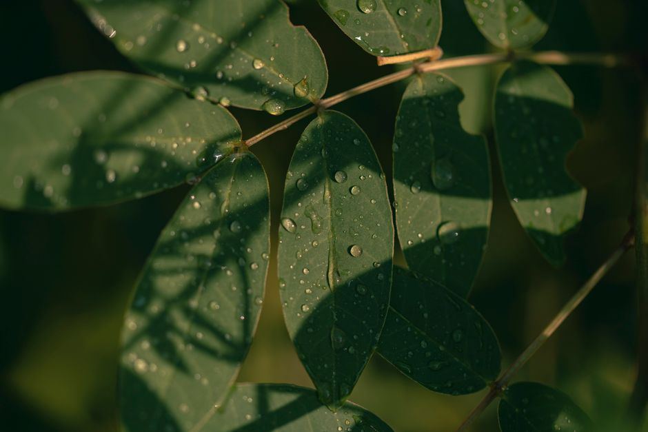Hojas verdes con gotas de agua y sombras suaves de luz cálida, sin personas